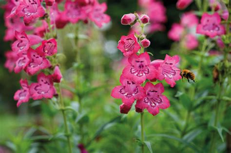 Penstemon: how to grow, plus 16 of the best varieties - Gardens Illustrated