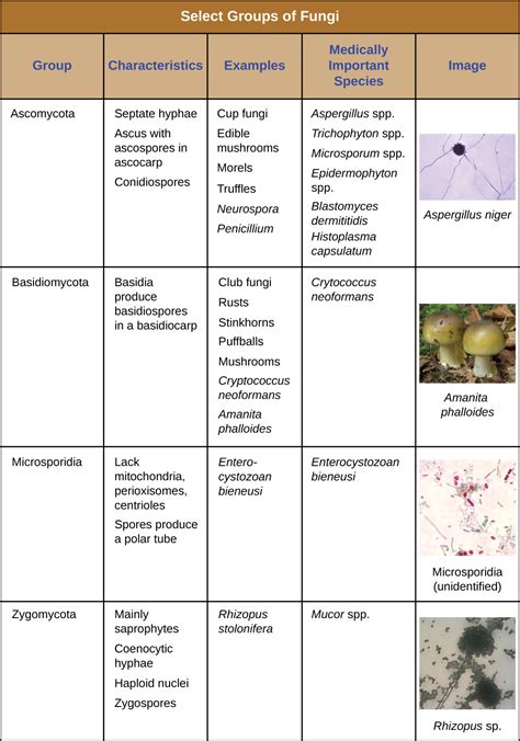 5.3: Fungi - Biology LibreTexts