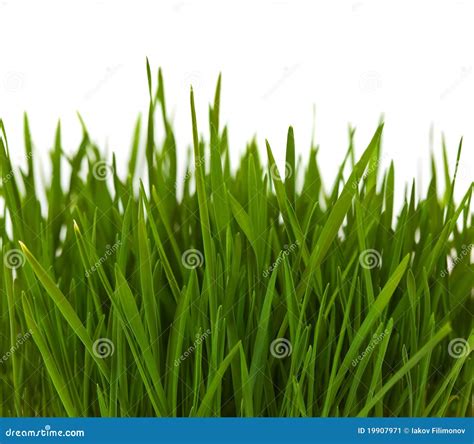 Grass Border Stock Image - Image: 19907971