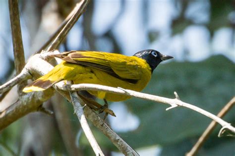 Side View of Bulbul | Great Bird Pics