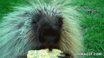 Funny Animated GIF | Animal gifs, Animated gif, Porcupine