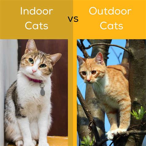 Indoor vs. Outdoor Cats – stepevoli