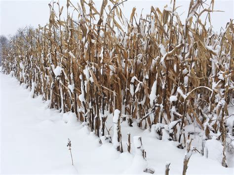 Winter harvest - Mid-West Farm Report