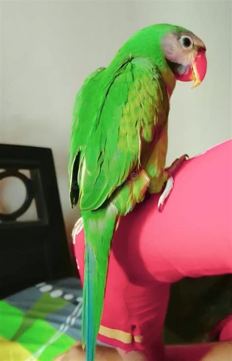 Beautiful Green Parrot Bird | Pet Parrot Stock Image - Image of colorful, bird: 200129307