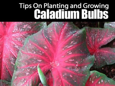 Your Complete Guide To Planting And Growing Caladium Bulbs