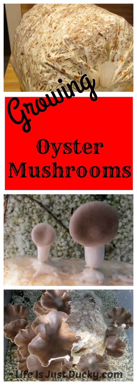 Growing Oyster Mushrooms - Life Is Just Ducky