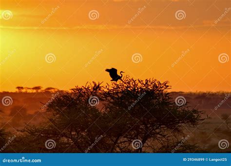 AFRICA SAFARI SUNRISE stock image. Image of desert, summer - 29346899