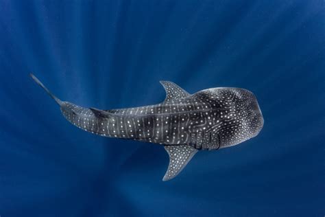 Want to Swim with Whale Sharks? The Top Spots to Do It - Escapadas