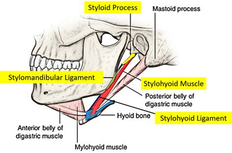 Styloid Process Neck