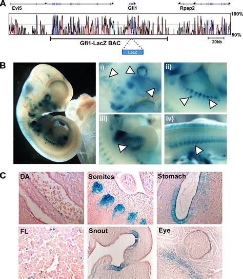 LacZ staining in mice embryos carrying the Gfi1-lacZ BAC identifies the ...