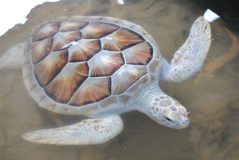 albino sea turtle | Flickr - Photo Sharing!