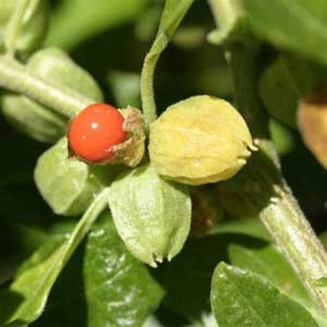 Buy Ashwagandha Seeds (Withania Somnifera) online at plantsguru.com