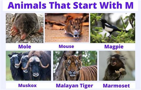 50+ Popular Animals That Start With M: Updated List | Animals' Space