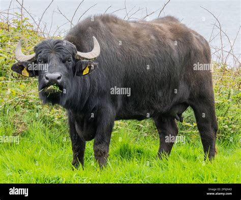 italian mediterranean buffalo or Bufala Mediterranea Italiana close up ...