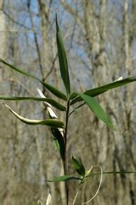 Stop Running Bamboo From Spreading Out of Control