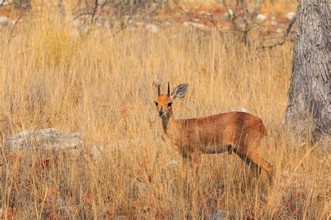 Dik-dik in Natural Habitat in Etosha National Park in Namibia Stock Photo - Image of brown ...