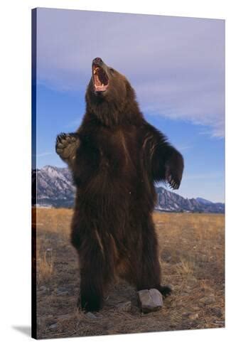 Roaring Grizzly Bear Photographic Print by DLILLC - AllPosters.co.uk