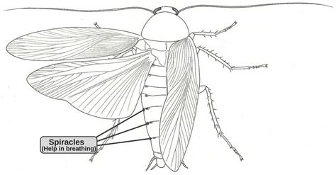 How Can A Cockroach Survive Without Its Head? » ScienceABC