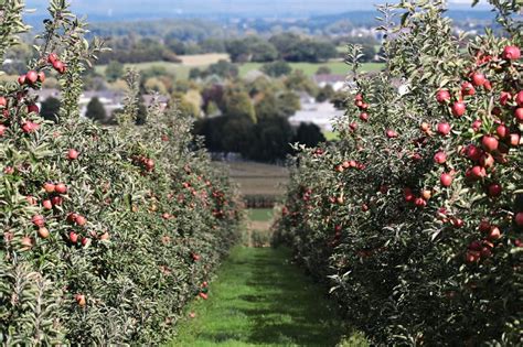 17 Things to Know Before Starting an Orchard | Farming Base