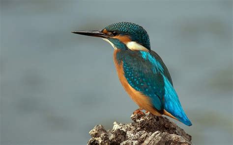 birds, Kingfisher HD Wallpapers / Desktop and Mobile Images & Photos