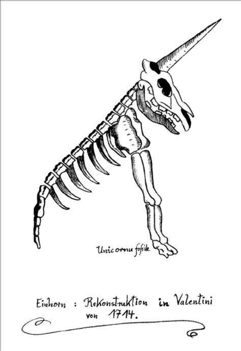 The Magdeburg Unicorn is The Worst Fossil Reconstruction in the History of Fossil ...