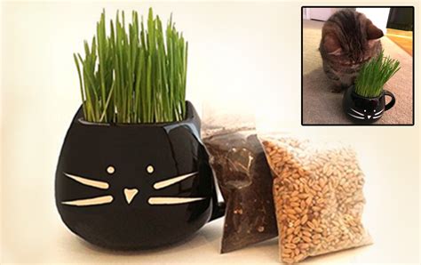 How To Grow A Cat Grass Bed – Hacks For Cats | Cat grass, Cats, Grass