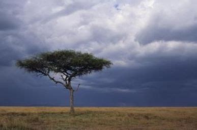 Precipitation, Temperature, & Soil - Savanna