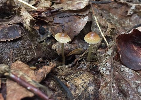 Psilocybe Caerulipes 2015 - Mushroom Hunting and Identification - Shroomery Message Board