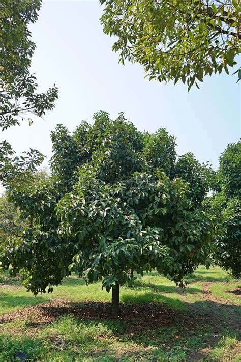 Mangosteen Tree in Orchard, Queen of Fruit Stock Photo - Image of leaf ...