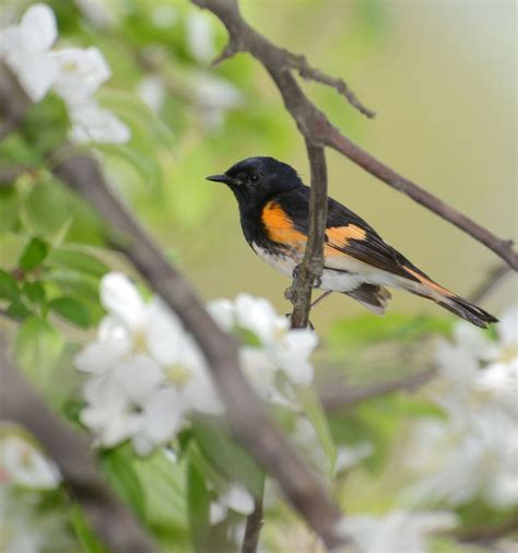 Great Lakes Birds | The Nature Conservancy