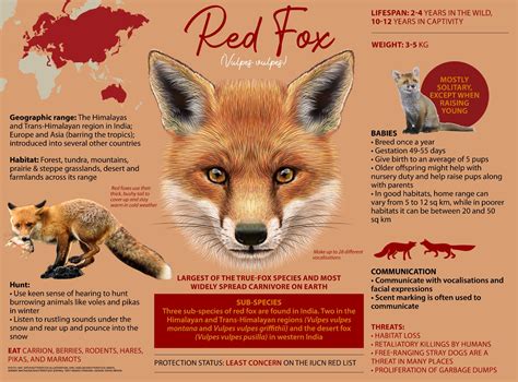 Red Fox: Facts, Habitat, Diet and Sub-species | RoundGlass Sustain