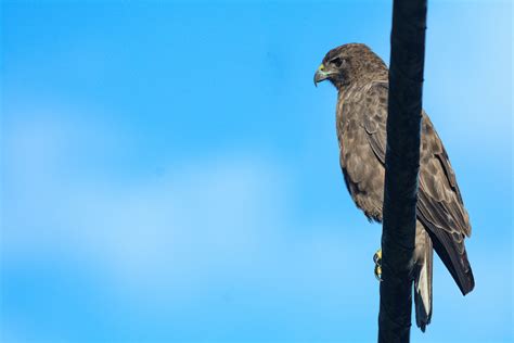 Hawaiian Hawk, Big Island, Hawaii | An i'o - a hawk endemic … | Flickr