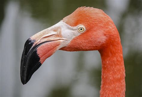 Flamingo Face Photograph by Andrea OConnell