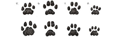 36 Most Common Animal Tracks | Identification Guide for USA ...