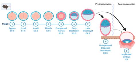 Cells | Free Full-Text | Molecular Regulators of Embryonic Diapause and Cancer Diapause-like State