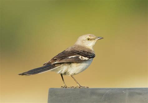 Florida State Bird Mockingbird | State birds, Florida, Florida state