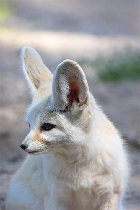 Portrait of a Fennec Fox in an Enclosure Stock Photo - Image of hairy ...