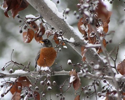 Winter American Robin - FeederWatch