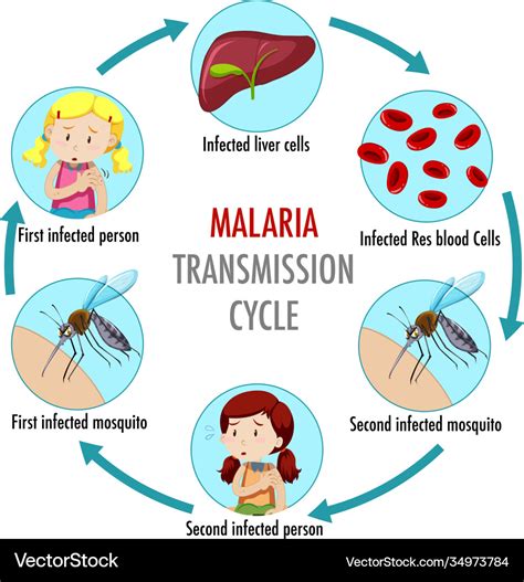 Malaria Transmission Cycle And Symptom Information Infographic Blood | The Best Porn Website