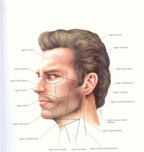 Cabeza y cuello - Anatomia Topografica