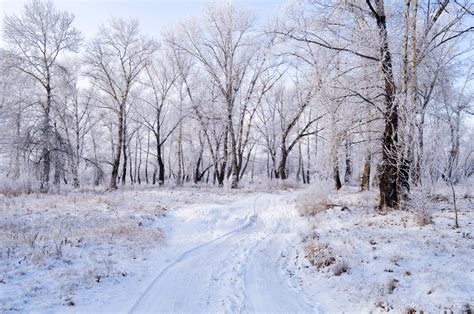 Winter Landscape Free Stock Photo - Public Domain Pictures