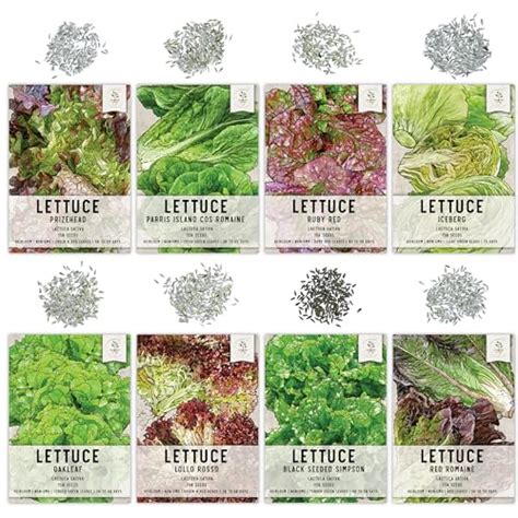 Seed Needs, Lettuce Seeds Variety Pack (Lettuce Lovers Collection ...