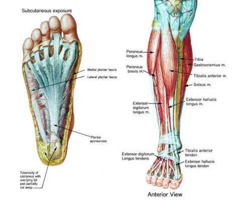 exercise - Why do my legs hurt while jumping rope? - Physical Fitness Stack Exchange