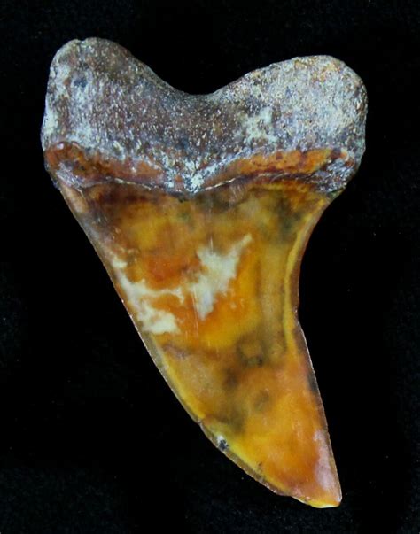 1.3" Mako Shark Tooth Fossil - Sharktooth Hill, CA For Sale (#23570 ...