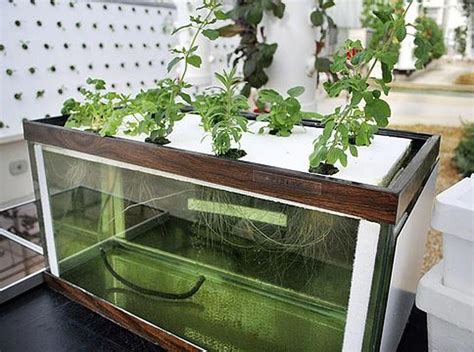 50 Fascinating DIY Indoor Aquaponics Fish Tank Ideas # ...