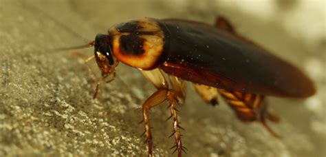 Different Types Of Roaches And How To Identify Them - Pest Aid