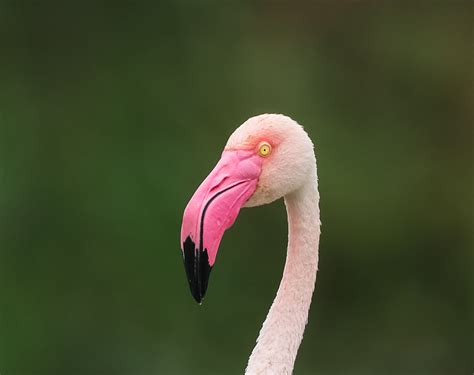 Portrait Of Greater Flamingo
