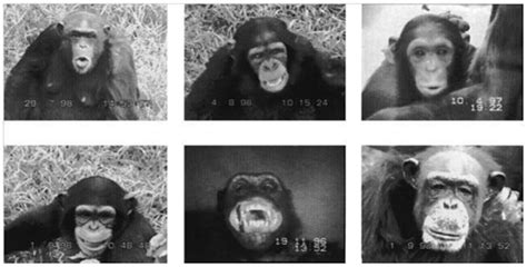 Examples of chimpanzee facial expressions. Top row from left to right:... | Download Scientific ...