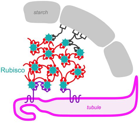 Jonikas Lab discovers a motif that guides assembly of the algal pyrenoid | Department of ...