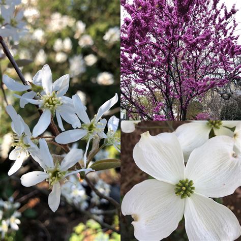 Native Understory Trees: Top Trio for Thrilling Spring Trifecta